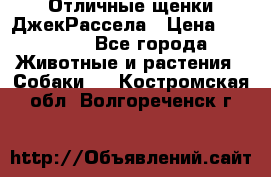 Отличные щенки ДжекРассела › Цена ­ 50 000 - Все города Животные и растения » Собаки   . Костромская обл.,Волгореченск г.